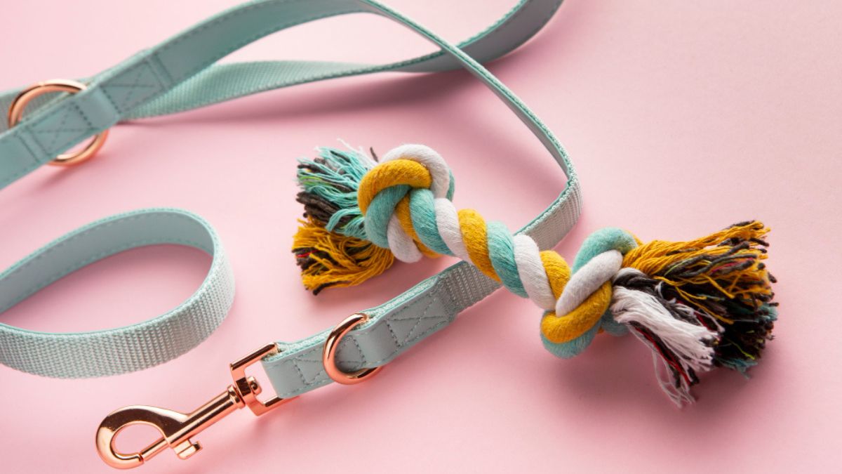 Training Collars for Cats